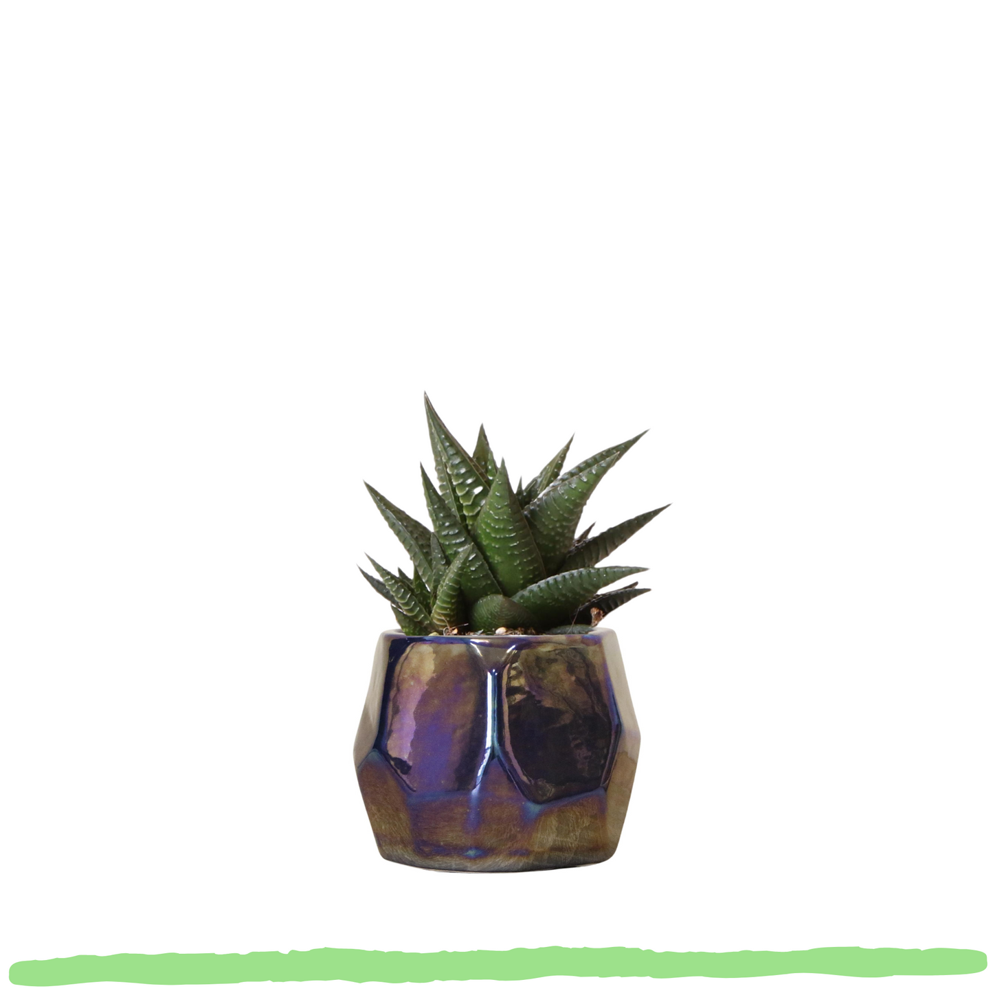Sukkulente Haworthia Limifolia "Filefarn-Haworthie" - ⭥15cm
