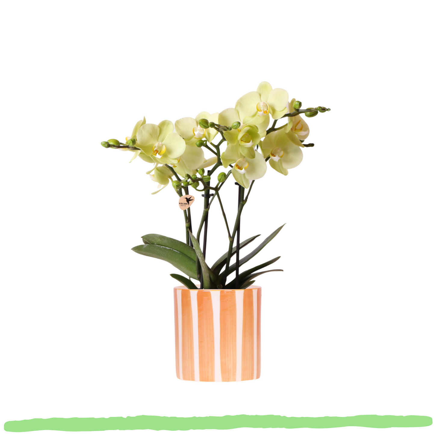 Phalaenopsis Orchidee - gelbe Schmetterlingsorchidee  - ⭥35cm