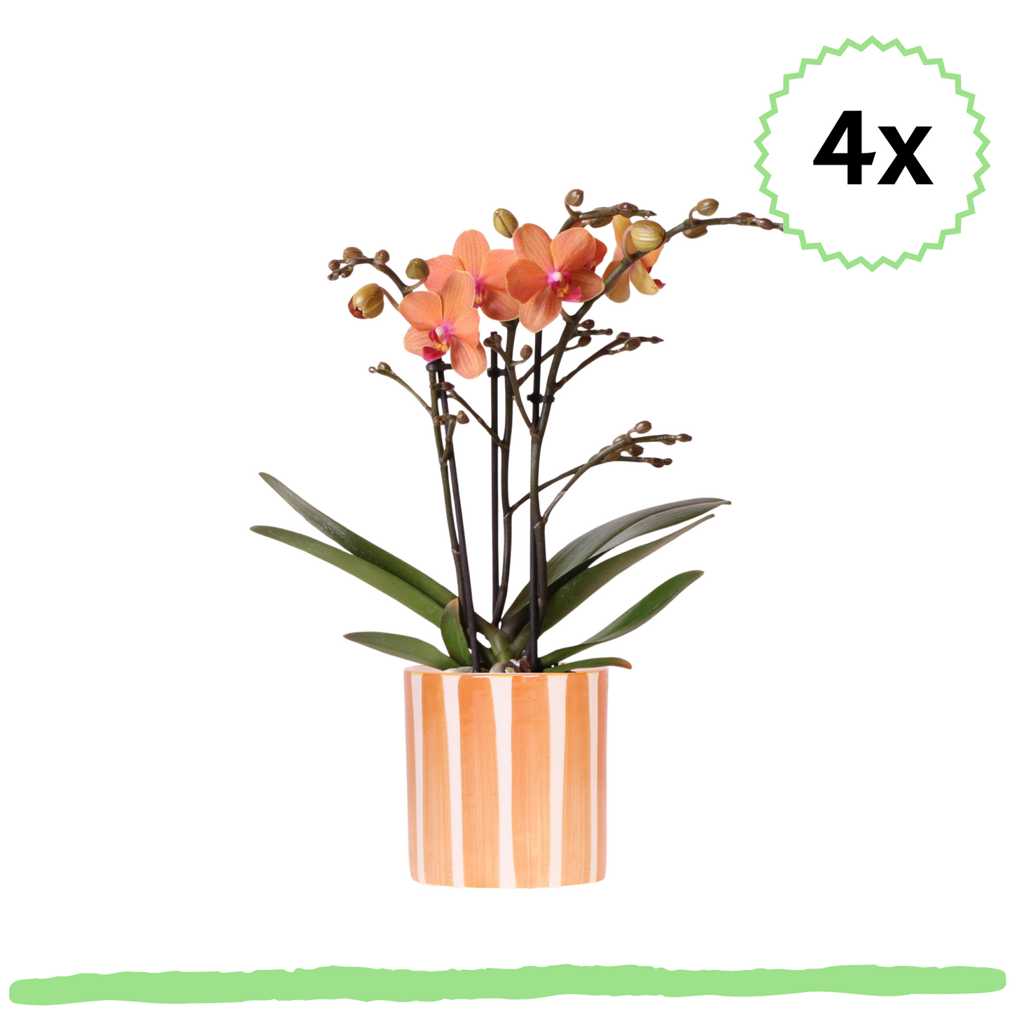 4 Stück - Phalaenopsis Orchideen - orangene Schmetterlingsorchidee Mineral Bolzano - ⭥35cm