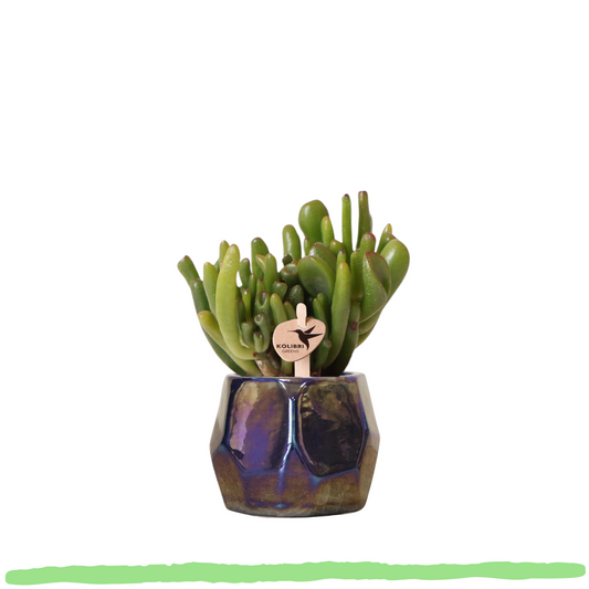 Sukkulente Crassula Ovata Hobbit "Löffelbaum" - ⭥12cm
