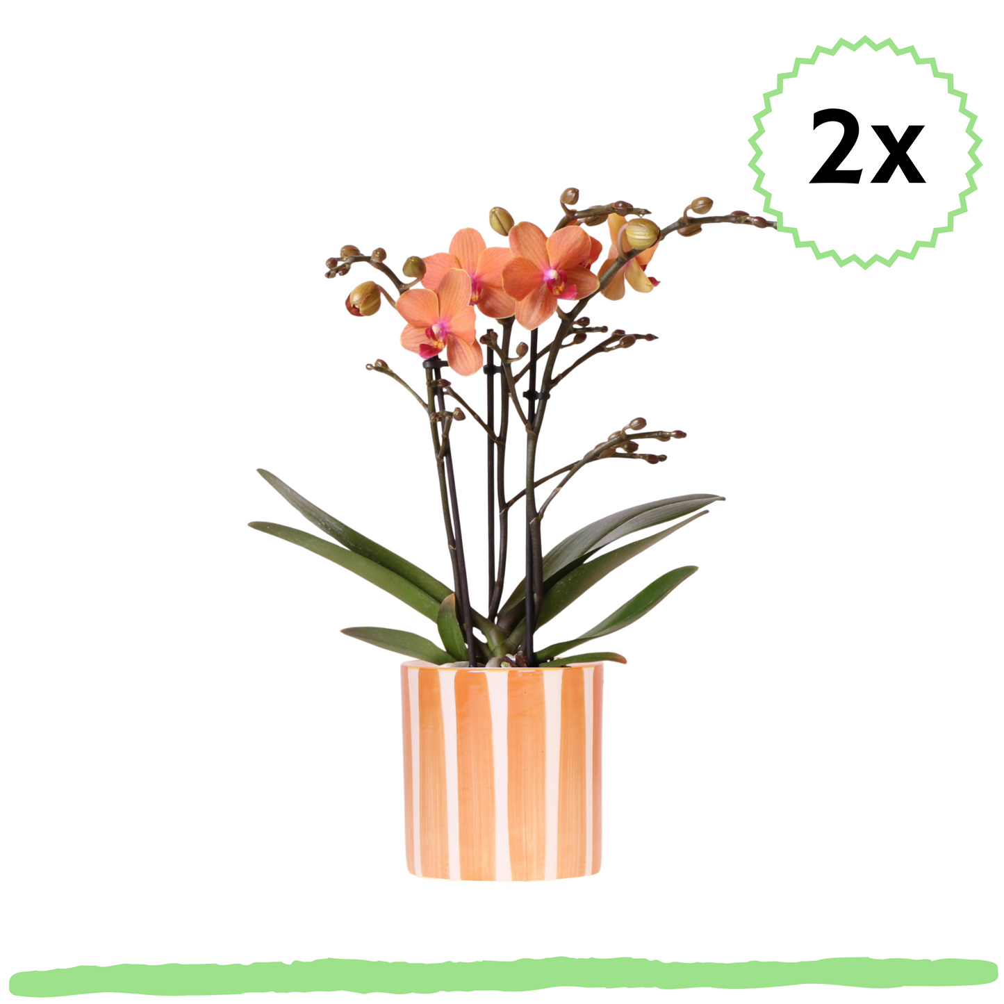 2 Stück - Phalaenopsis Orchideen - orangene Schmetterlingsorchidee Mineral Bolzano - ⭥35cm