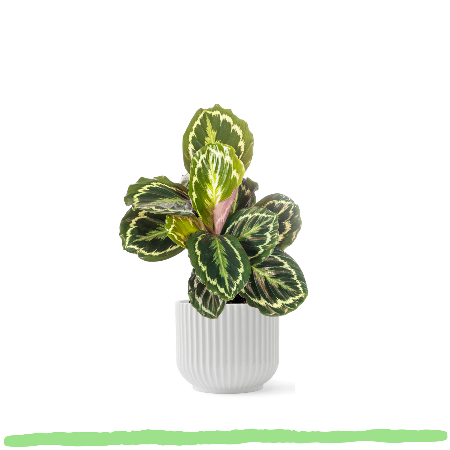 Calathea Medallion "Medaillon-Korbmarante" - ⭥45cm