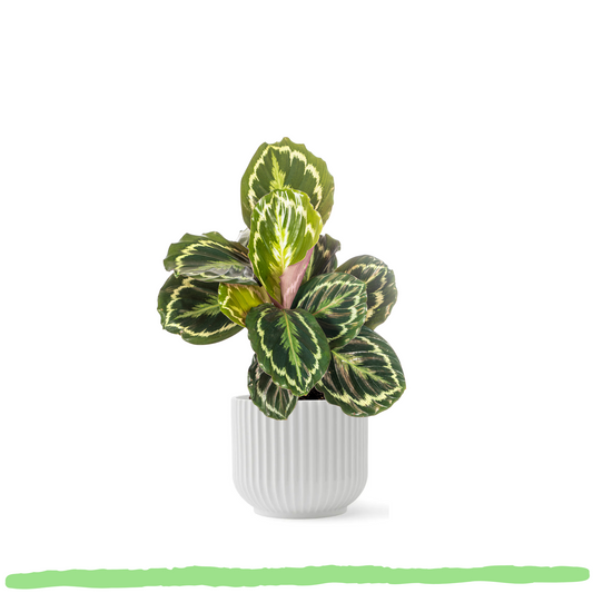 Calathea Medallion - ⭥45cm