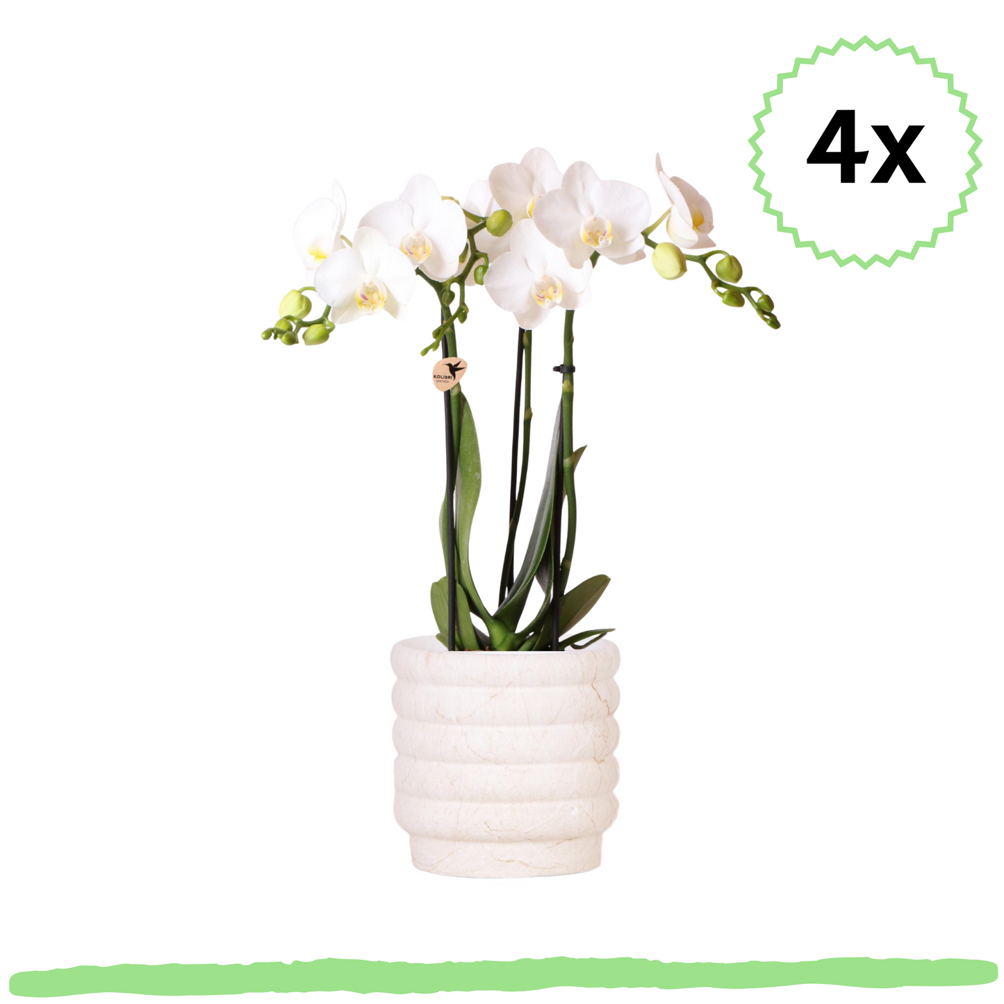 4 Stück - Phalaenopsis Orchideen - weiße Schmetterlingsorchidee Amabilis - ⭥35cm