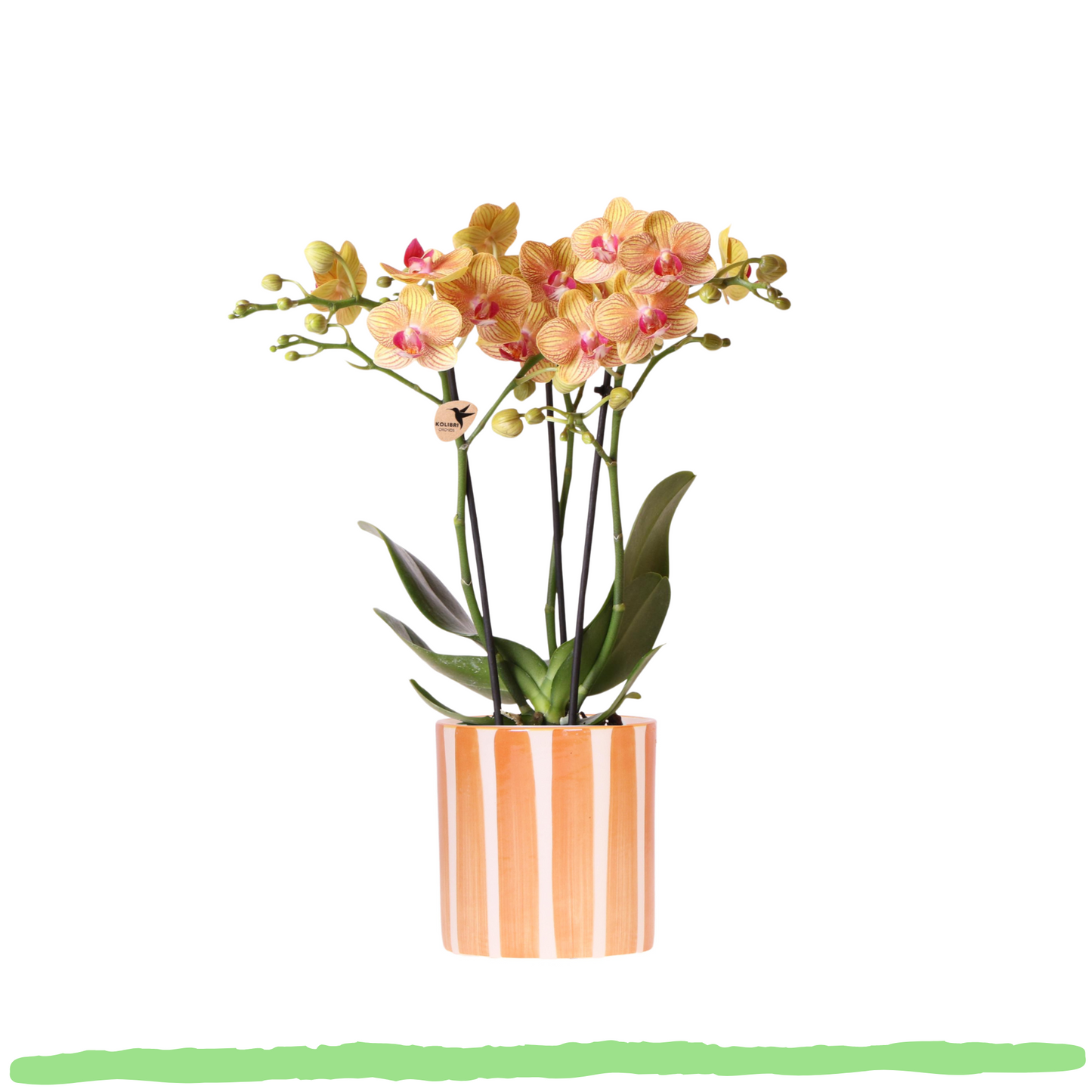 Phalaenopsis Orchidee - orangene Schmetterlingsorchidee Jamaica - ⭥35cm
