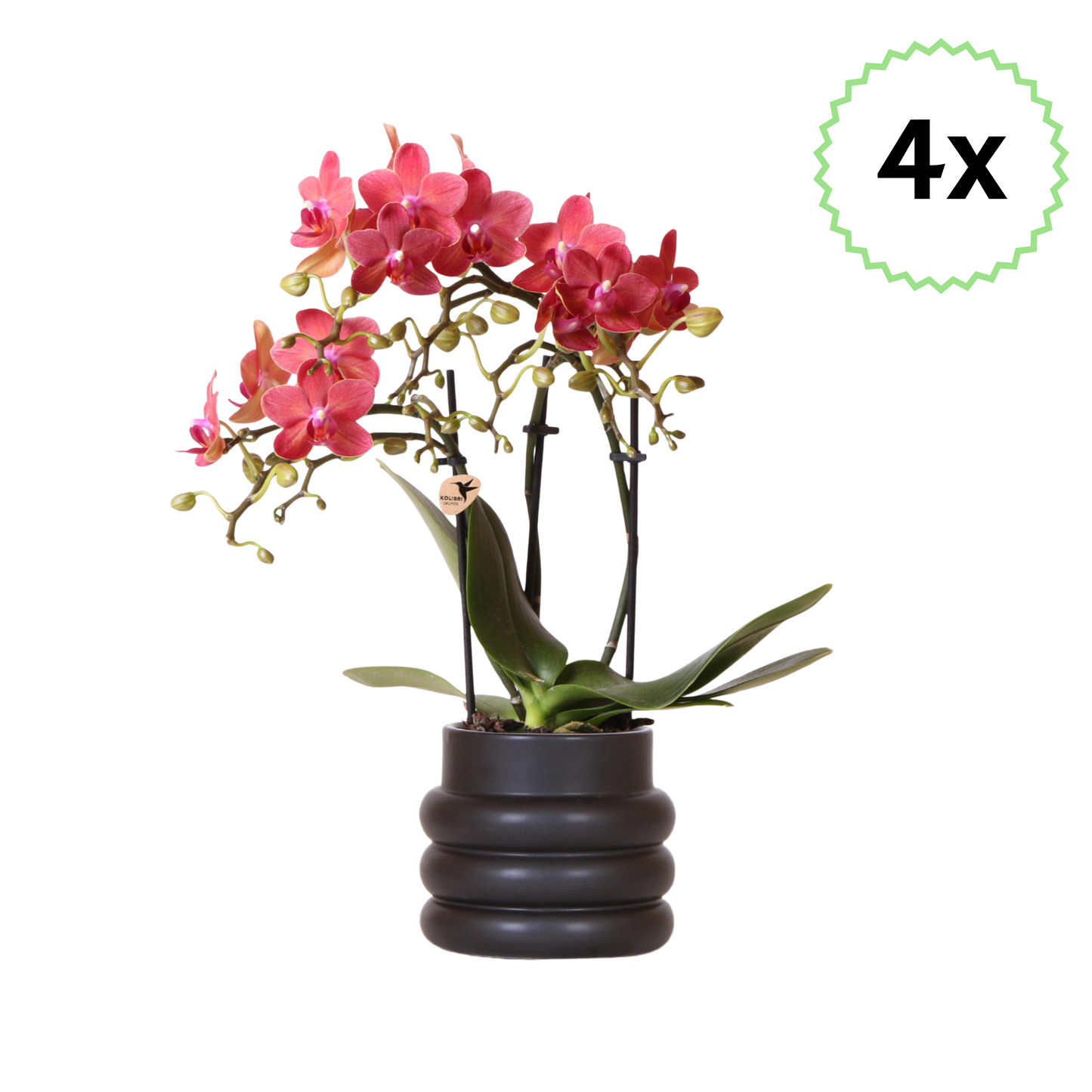 4x Rote Schmetterlingsorchidee "Kongo"