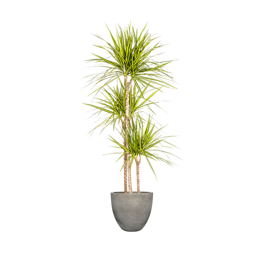 Dracaena Marginata "Sunray" - ⭥140cm