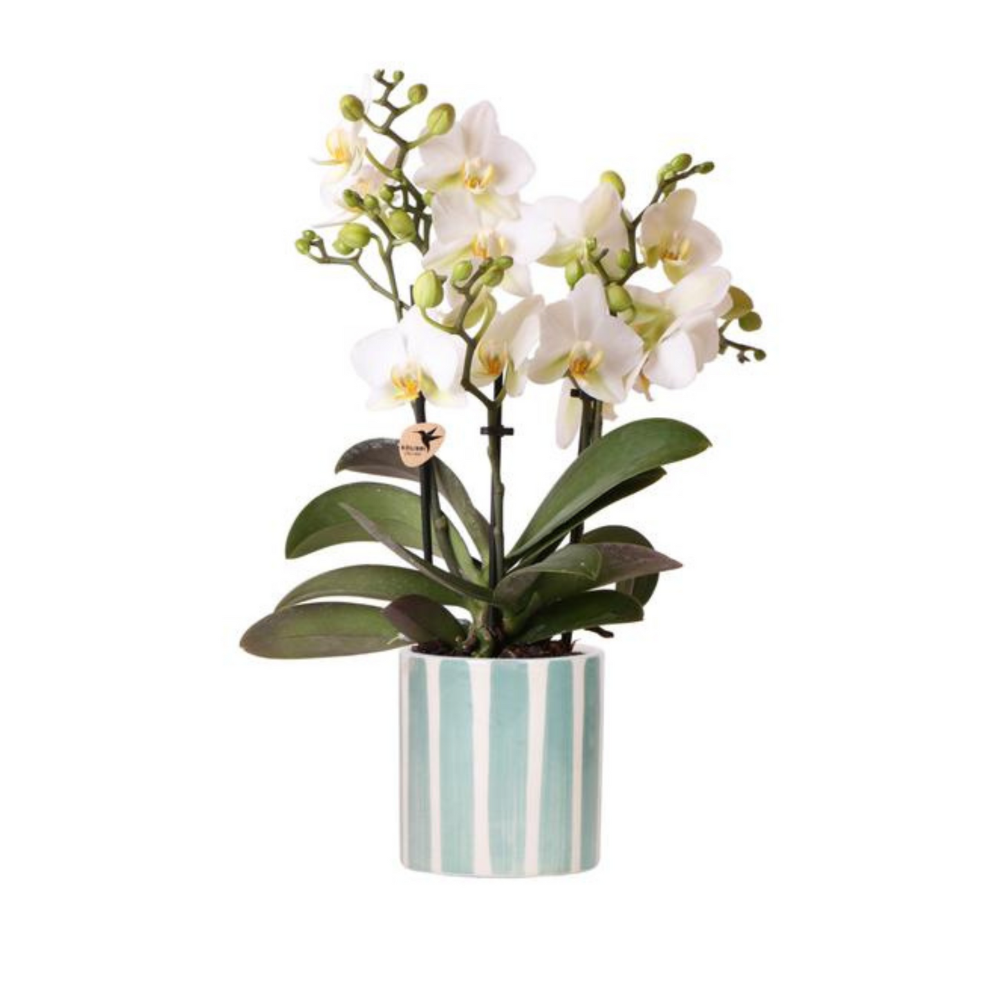 Weiße Orchidee "Lausanne" - ⭥35cm - mit Ziertopf Painted Stripe in Türkis