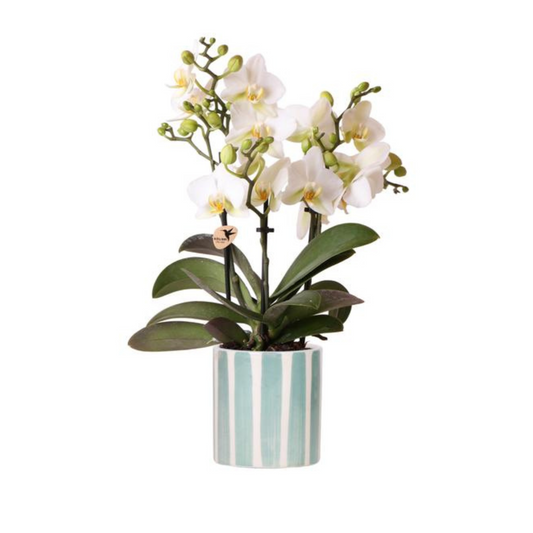 Weiße Orchidee "Lausanne" - ⭥35cm - mit Ziertopf Painted Stripe in Türkis
