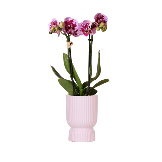 Rosa/Lila Orchidee "El Salvador" - ⭥35cm - mit Ziertopf Diabolo in Rosa