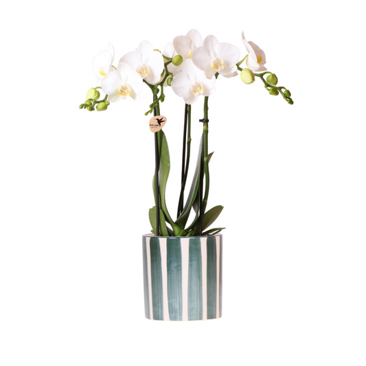 Weiße Orchidee "Amabilis" - ⭥35cm - mit Ziertopf Painted Stripe in Grün