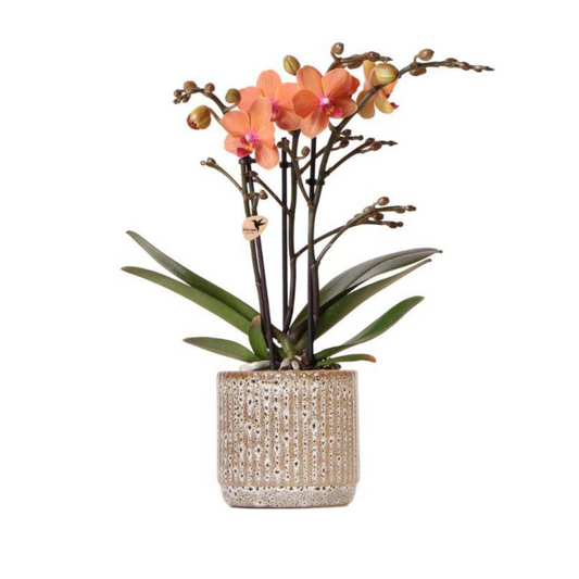Orangene Orchidee "Bolzano" - ⭥35cm - mit Ziertopf Jaguar