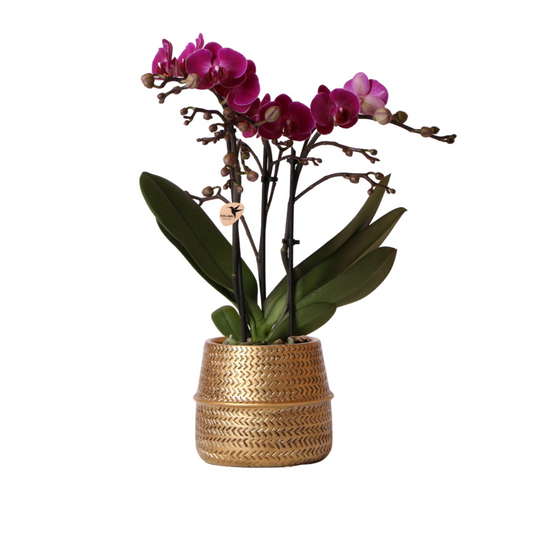 Lila Orchidee "Morelia" - ⭥35cm - mit Ziertopf Groove in Gold
