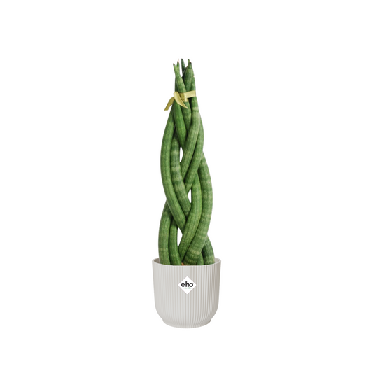 Sansevieria Cylindrica Twist - ⭥40cm - mit Pflanztopf ELHO Vibes in Weiß