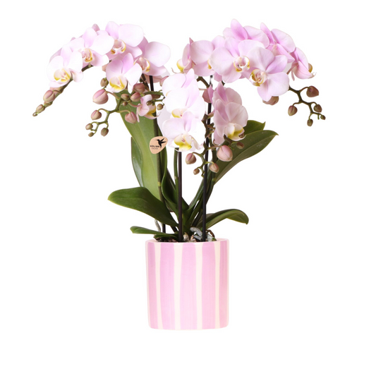 Rosa Orchidee "Portugal" - ⭥35cm - mit Ziertopf Painted Stripe in Rosa