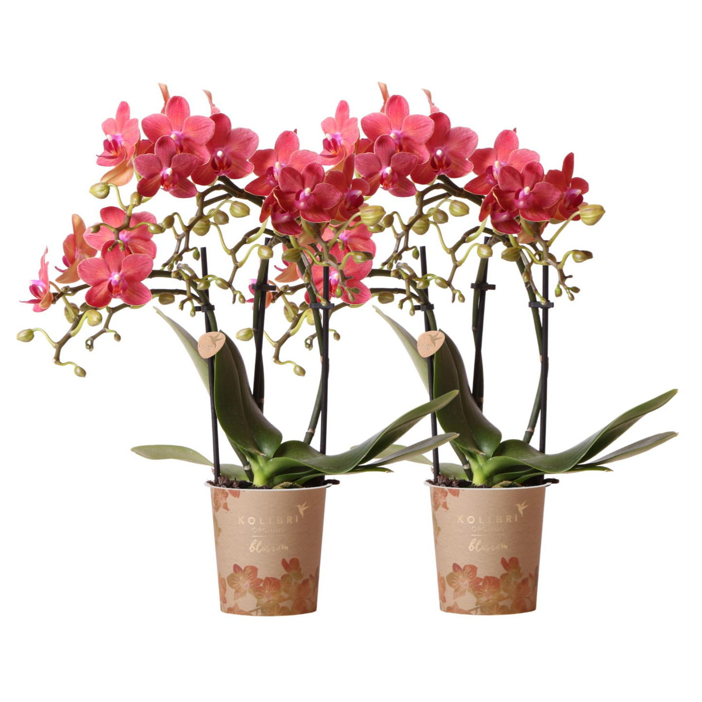 2x Rote Orchidee "Kongo" - ⭥35cm