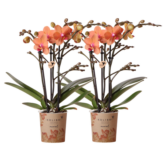 2x Orangene Orchidee "Bolzano" - ⭥35cm