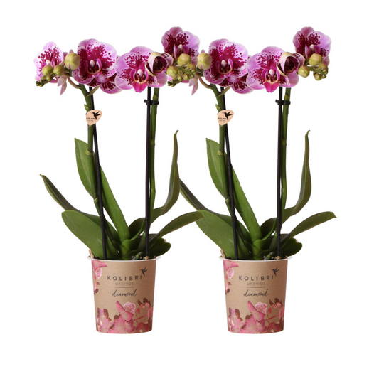 2x Rosa/Lila Orchidee "El Salvador" - ⭥35cm