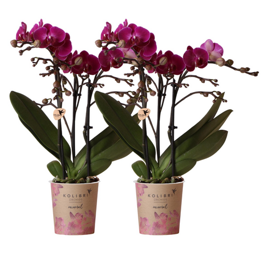 2x Lila Orchidee "Morelia" - ⭥35cm