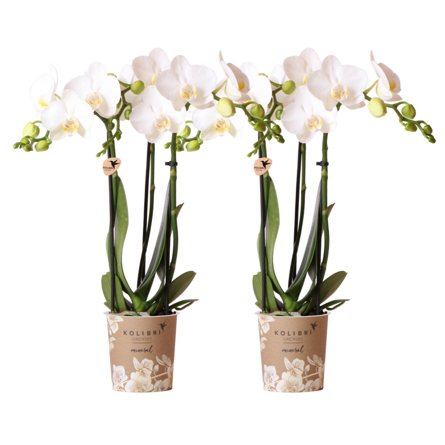 2x Weiße Orchidee "Amabilis" - ⭥35cm