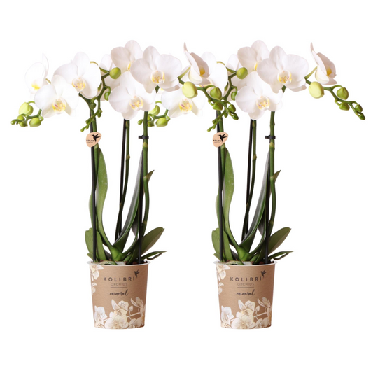 2x Weiße Orchidee "Amabilis" - ⭥35cm