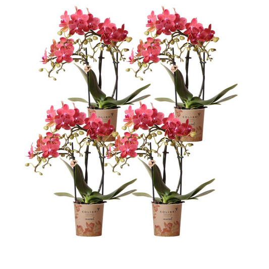 4x Rote Orchidee "Kongo" - ⭥35cm