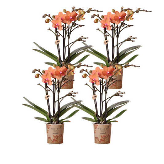 4x Orangene Orchidee "Bolzano" - ⭥35cm