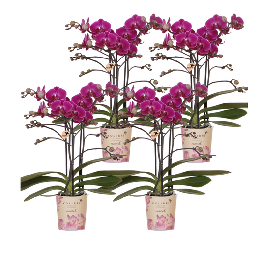 4x Lila Orchidee "Morelia" - ⭥35cm