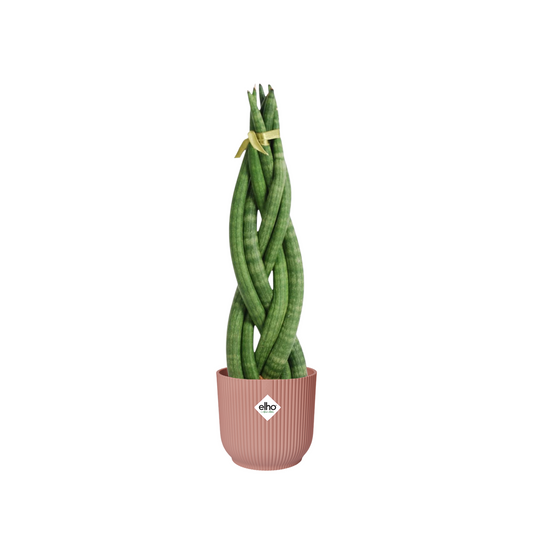 Sansevieria Cylindrica Twist - ⭥40cm - mit Pflanztopf ELHO Vibes in Rosa