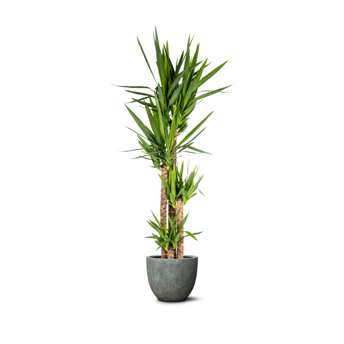 Yucca Elephantipes - "Palmlilie" - ⭥160cm