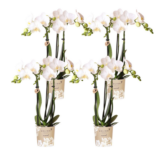 4x Weiße Orchidee "Amabilis" - ⭥35cm