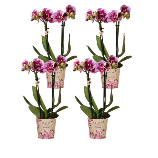 4x Rosa/Lila Orchidee "El Salvador" - ⭥35cm