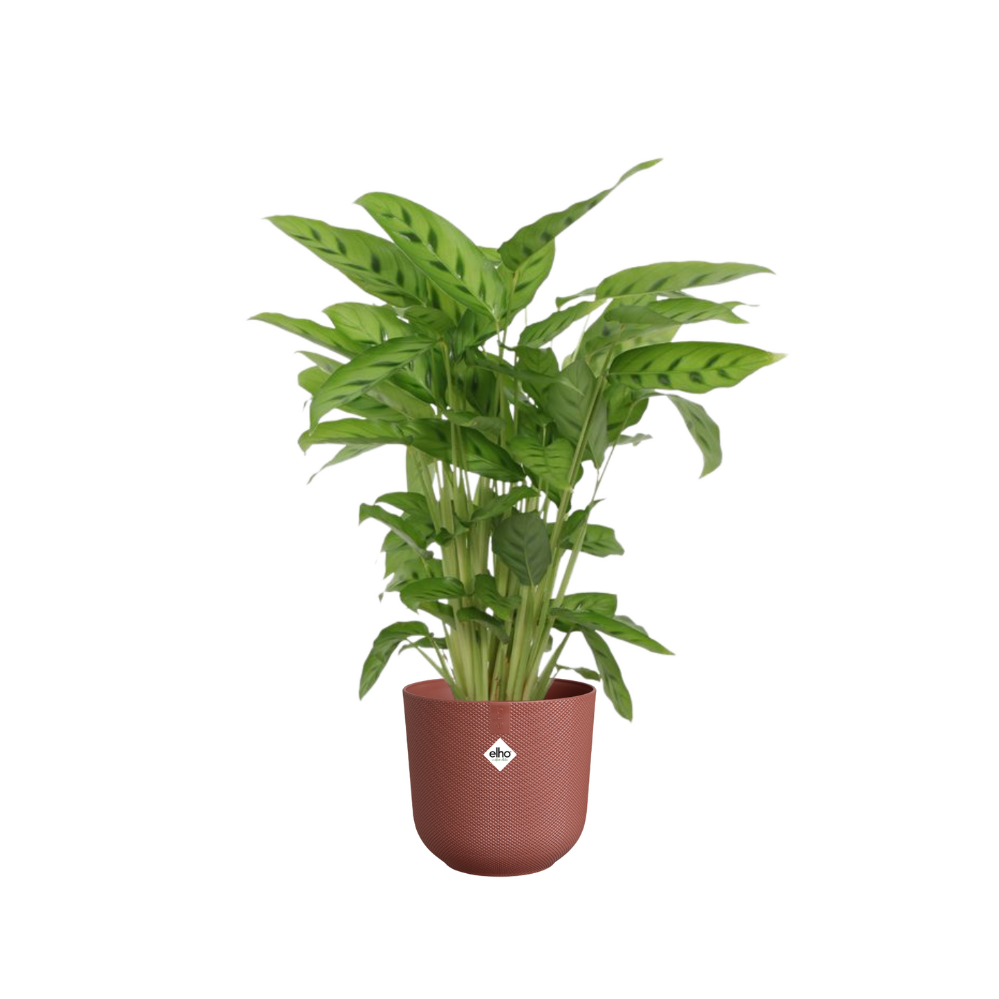 Calathea Leopardina - ⭥40cm - mit Pflanztopf ELHO Jazz in Toskanarot