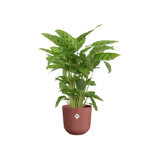 Calathea Leopardina - ⭥40cm - mit Pflanztopf ELHO Jazz in Toskanarot