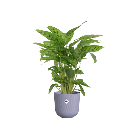 Calathea Leopardina - ⭥40cm - mit Pflanztopf ELHO Jazz in Lila