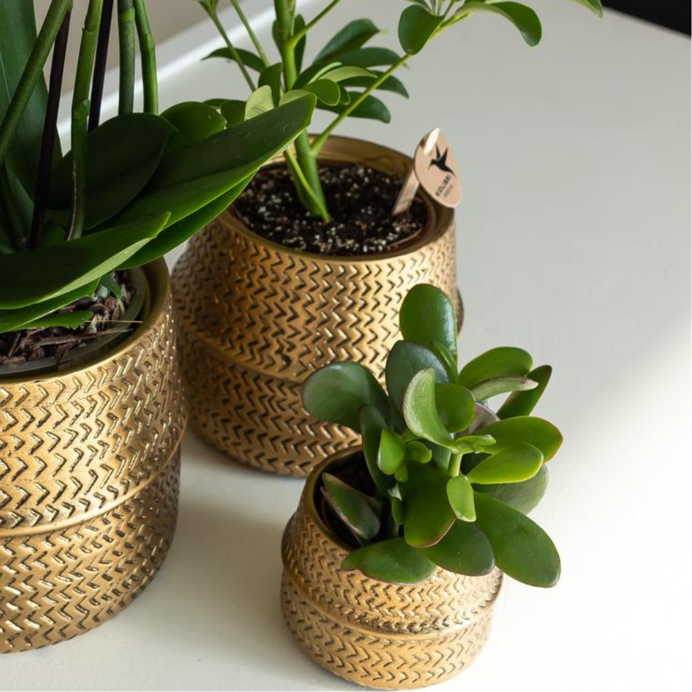 Sukkulente Crassula Ovata Minor - "Zwerg Geldbaum" - ⭥10cm