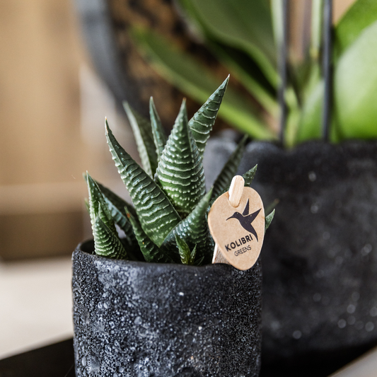 Sukkulente Haworthia Limifolia - "Filefarn-Haworthie" - ⭥15cm