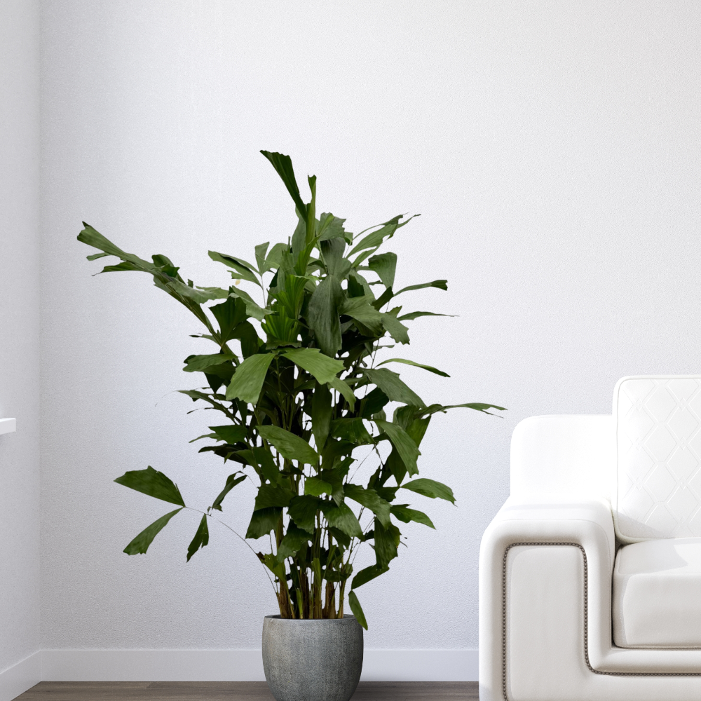 Caryota Mitis - "Fischschwanzpalme" - ⭥130cm