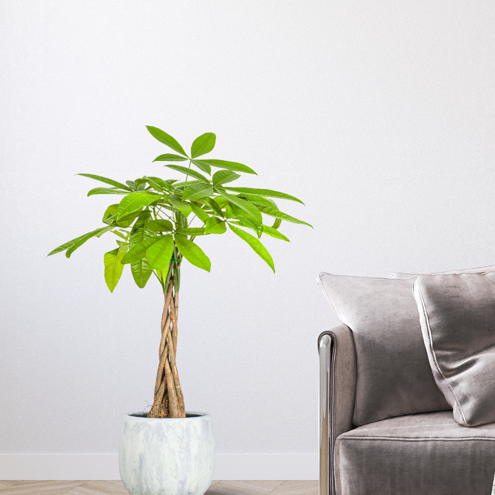 Pachira Aquatica - "Glückskastanie" - ⭥80cm