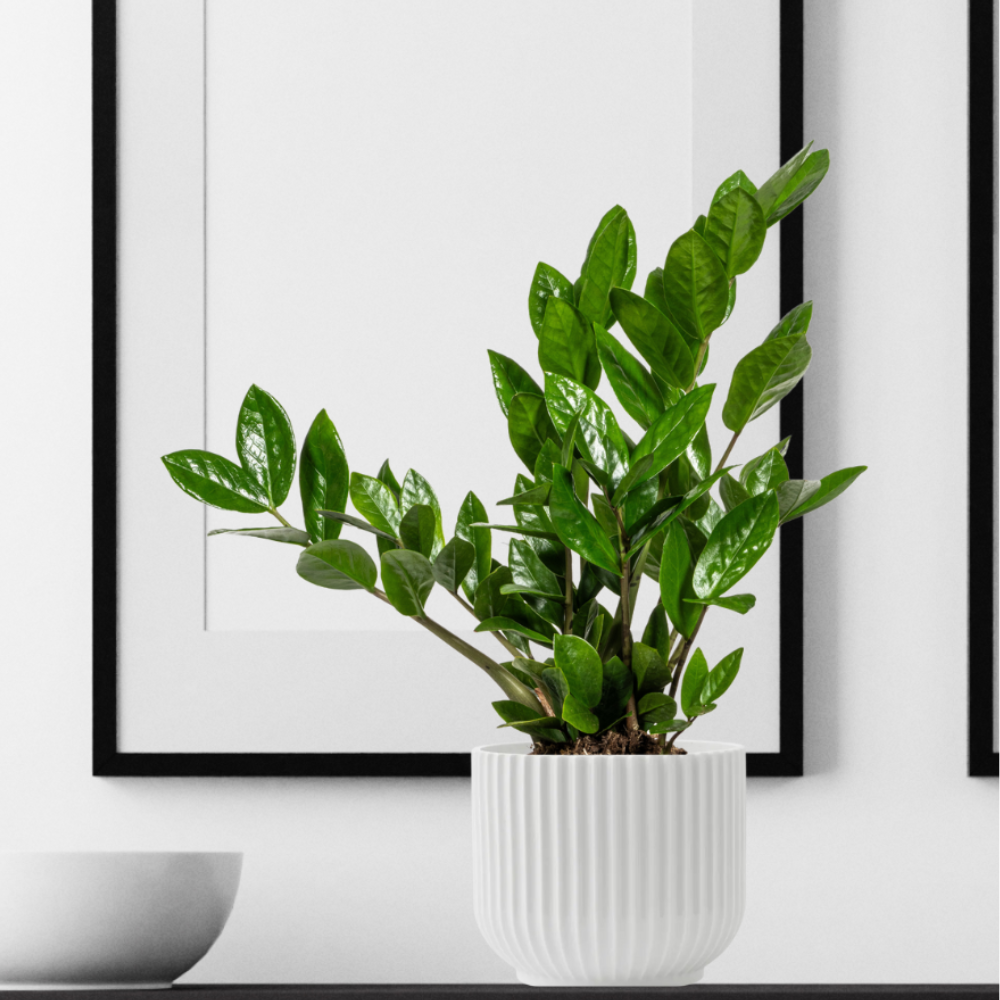 Zamioculcas Zamiifolia - "Glücksfeder" - ⭥45cm