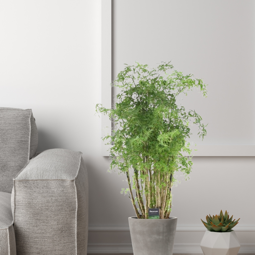 Polyscias Hawaiiana Ming - "Ming-Aralia" - ⭥90cm