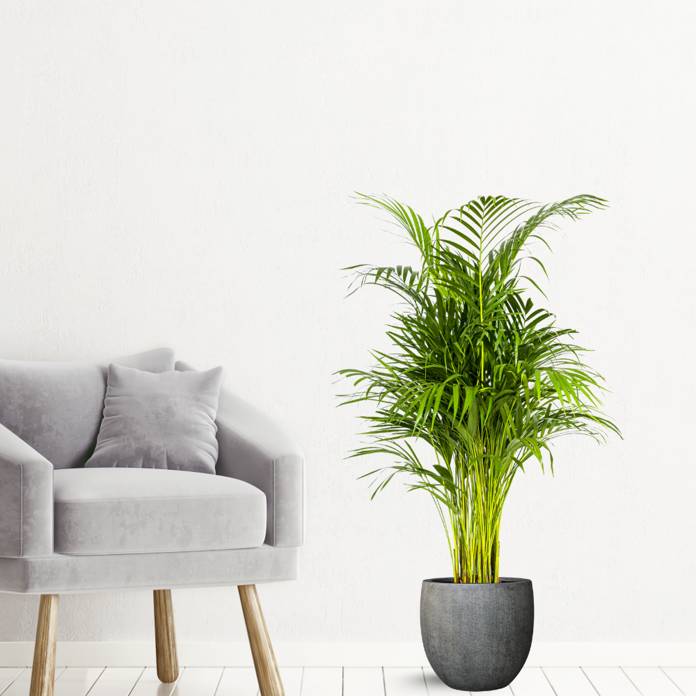 Dypsis Lutescens - "Goldfruchtpalme" - ⭥110cm