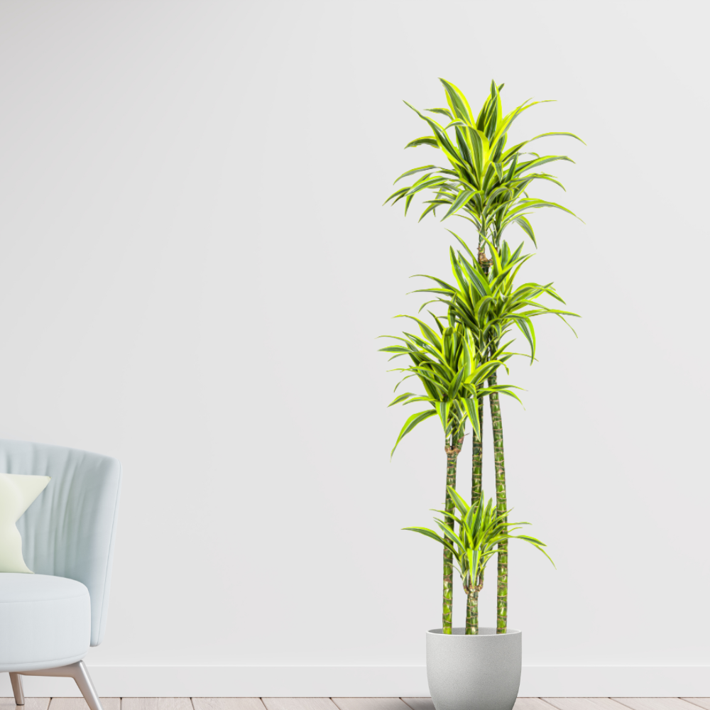 Dracaena Deremensis "Lemon Lime" - ⭥180cm