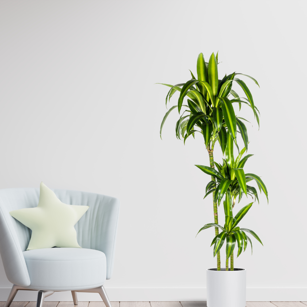 Dracaena Deremensis "Hawaiian Sunshine" - ⭥140cm