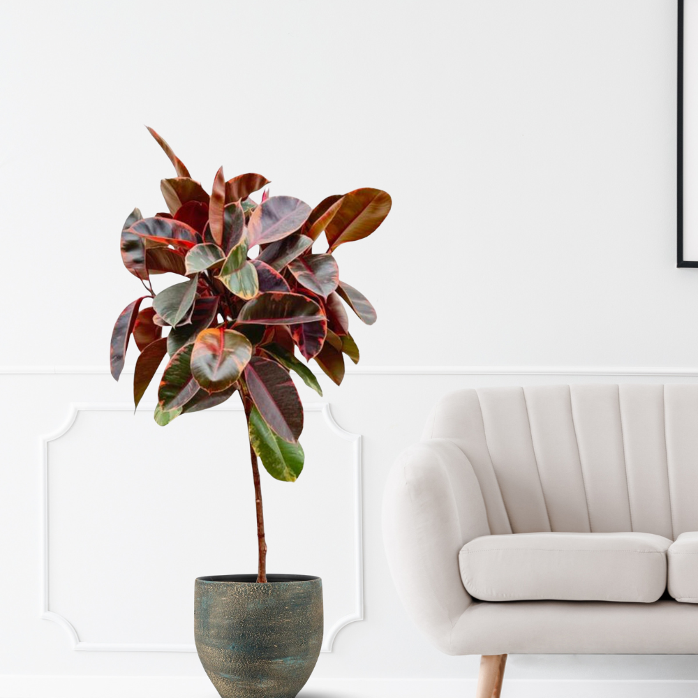 Ficus Elastica Belize - ⭥130cm