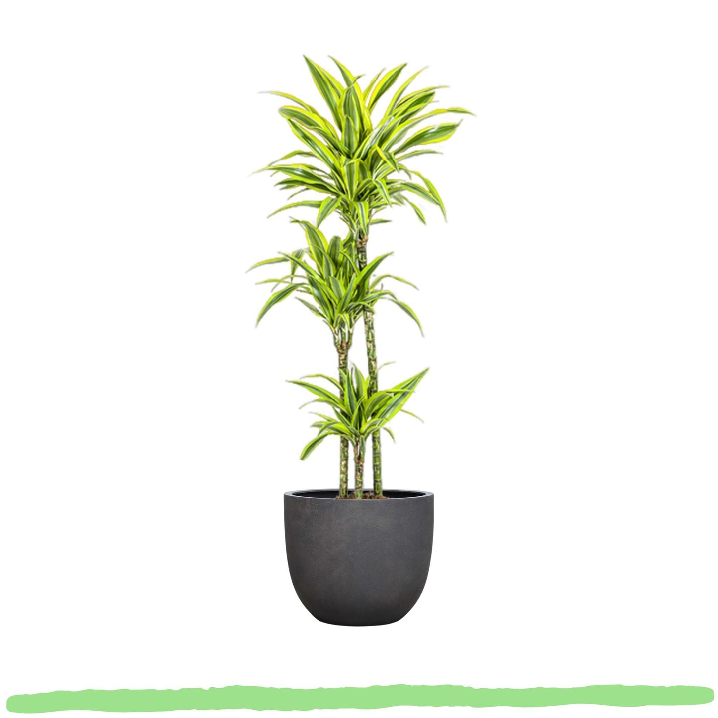 Dracaena Deremensis "Lemon Lime" - Drachenbaum - 〈⭥140cm〉