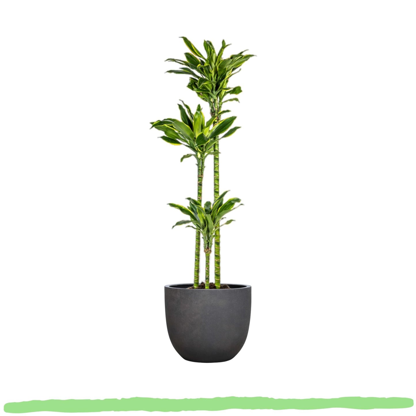Dracaena Fragrans "Golden Coast" - Drachenbaum - 〈⭥140cm〉