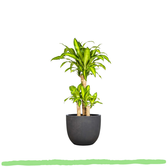 Dracaena Fragrans Massangeana - Drachenbaum - ⭥100cm
