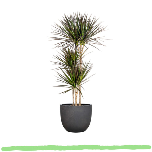 Dracaena Marginata "Magenta" - Drachenbaum - 〈⭥140cm〉
