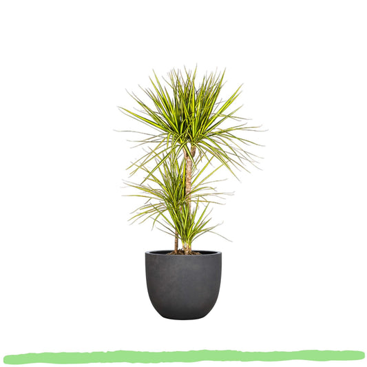Dracaena Marginata "Sunray" - Drachenbaum - [XL]